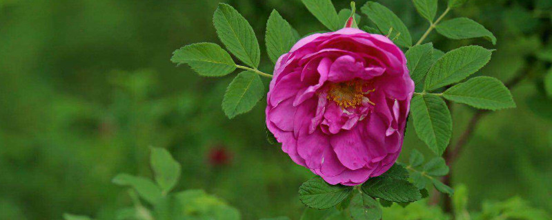 玫瑰花秋天开吗 玫瑰花是不是在秋天开放的