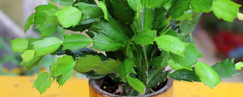 蟹爪兰根部断节是怎么回事（蟹爪兰断节怎么什么原因）