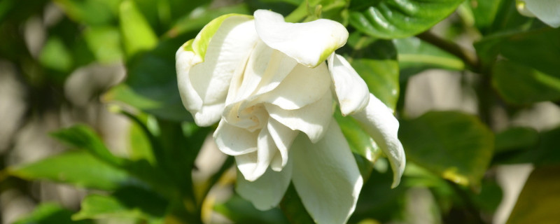 栀子花能长到多大多高 栀子花大概多高