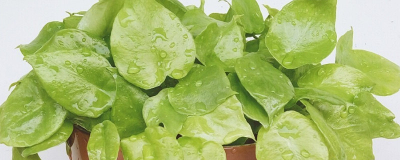 滴水观音秋天可以施肥吗（滴水观音秋天多久浇一次水）