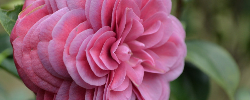 茶花春天可以扦插吗（早春可以扦插茶花吗）