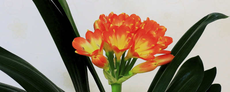 君子兰春节开花是否剪掉叶子 君子兰开花时能剪叶子吗