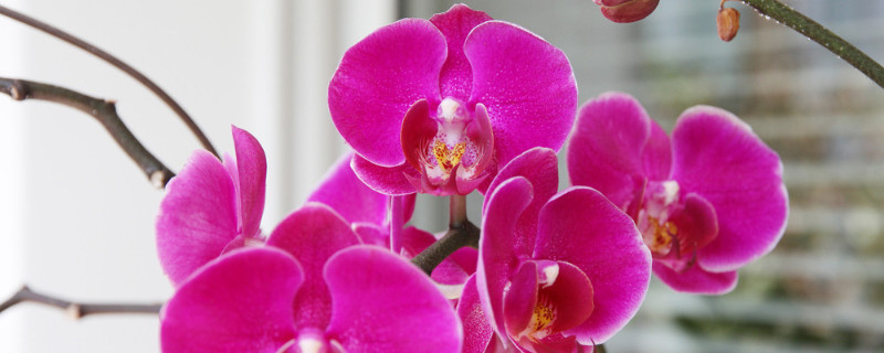 蝴蝶兰什么颜色名贵(蝴蝶兰的颜色有多少种)