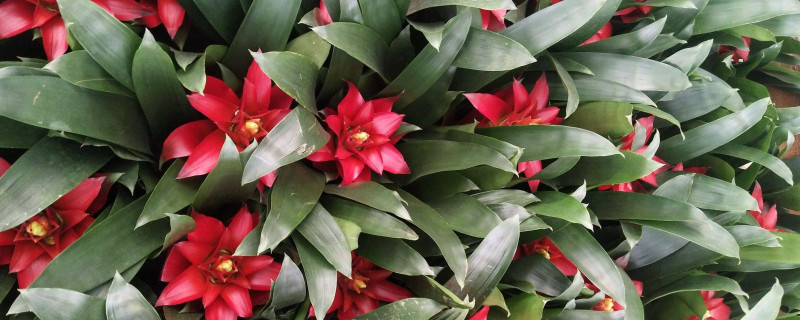 鸿运当头可以插活吗 鸿运当头插花