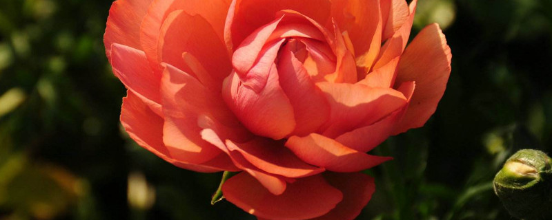 月季春天什么时候发芽（月季每年什么时候发芽）