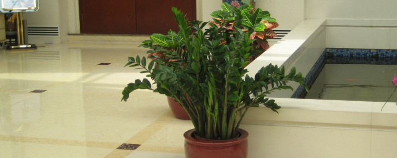 金钱树怎样过冬的妙招（金钱树如何过冬）