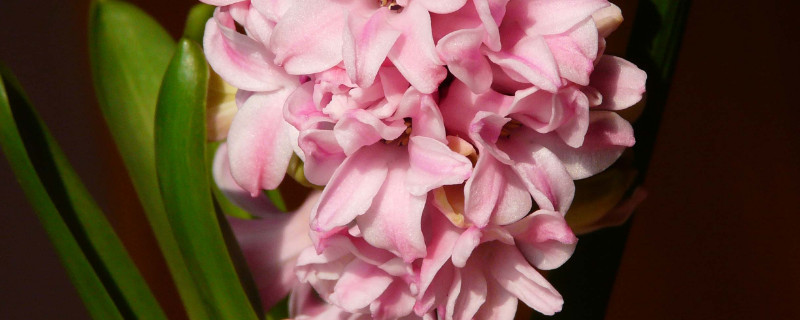 风信子春天怎么养 风信子什么时候养合适