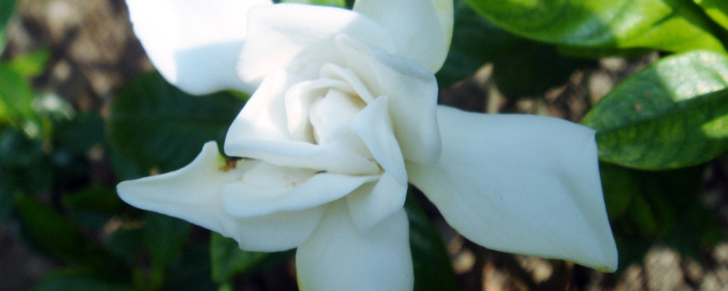 栀子花是乔木还是灌木 栀子花是常绿灌木吗