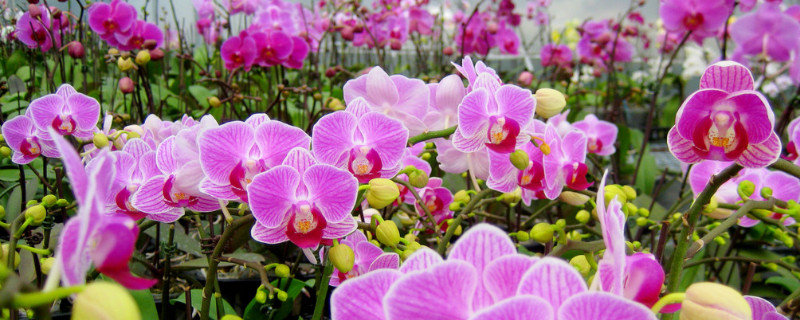 蝴蝶兰有种子吗（蝴蝶兰有种子吗(多图）