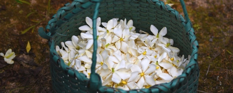 栀子花不长新叶怎么办 栀子花不生长了怎么办