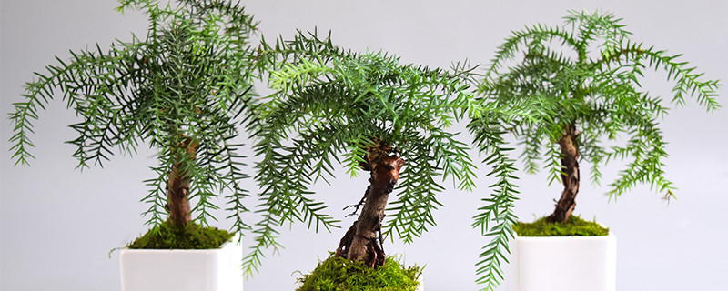 澳洲杉怕冻吗（澳洲杉冻坏了还有救吗）