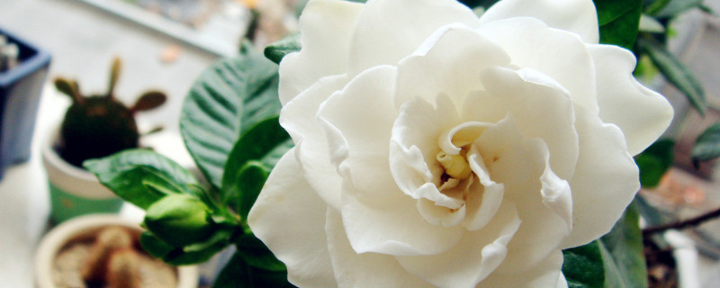 栀子花夏季怎么养 栀子花夏天怎么养家庭养法