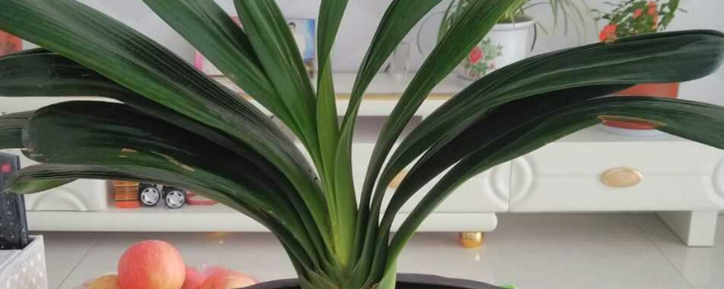 君子兰秋冬养殖注意事项（秋天君子兰的养殖方法和注意事项）