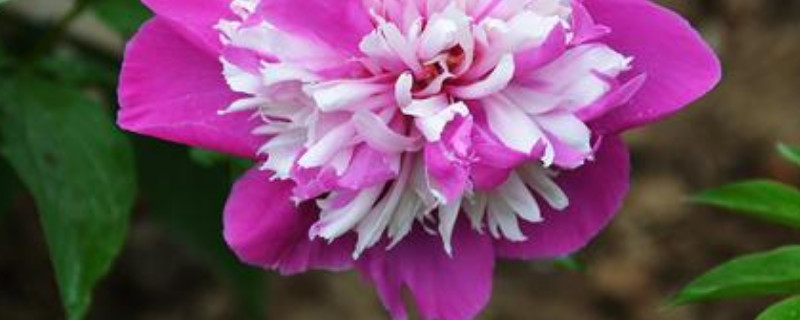 芍药冬天叶子会枯吗 芍药夏季叶子枯萎