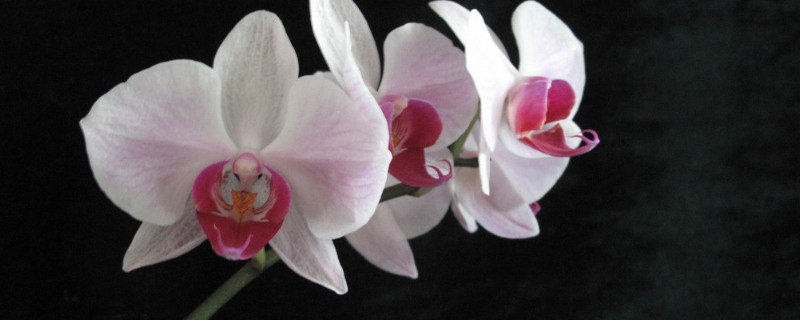 蝴蝶兰能晒太阳吗 蝴蝶兰能晒太阳吗?