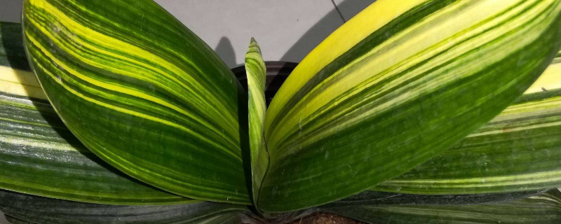 君子兰如何度夏和过冬 君子兰怎样度夏