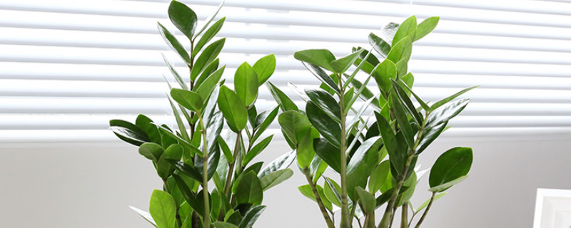 金钱树是怎么种出来的 怎样种金钱树