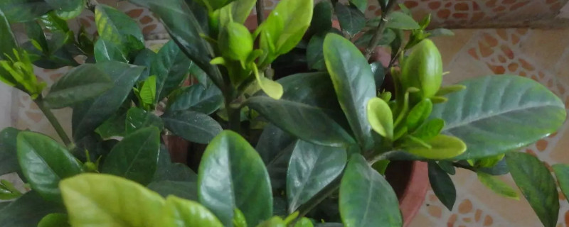 栀子花秋季怎么修剪(栀子花秋季如何修剪)