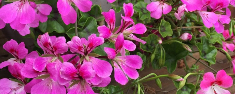 天竺葵花开败了怎么办（天竺葵不开花了怎么办）