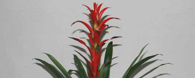 鸿运当头发芽了怎么办 鸿运当头发芽后怎么办