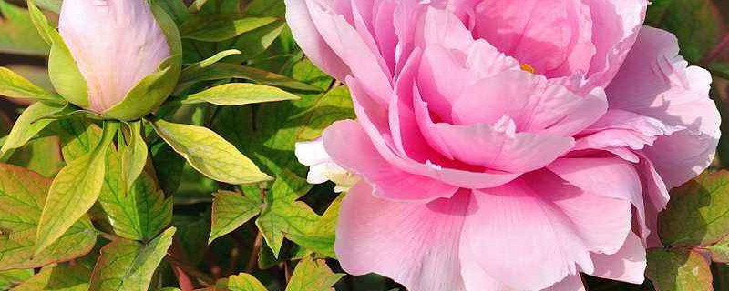 牡丹泡了生根粉移栽后多久生根（栽牡丹要不要用生根粉泡一下）