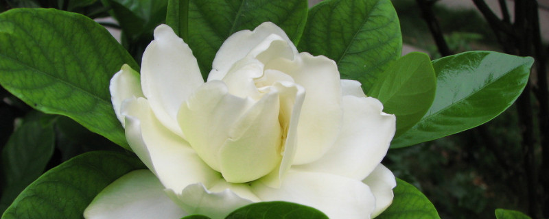 栀子花的花期在几月份 栀子花的花期是在几月份