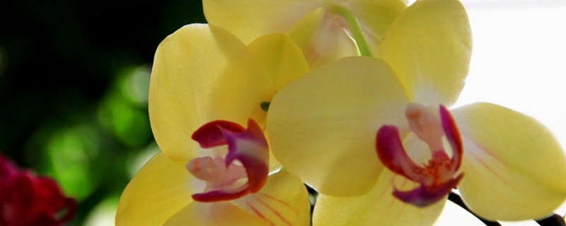 蝴蝶兰根部腐烂怎么办 蝴蝶兰烂根的处理方法