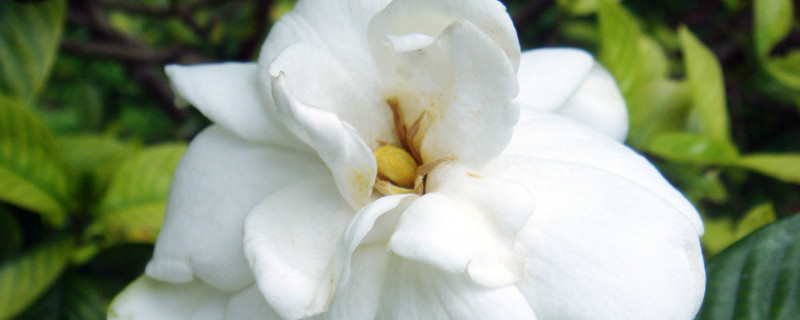 栀子花有什么颜色（栀子花是什么颜色?）