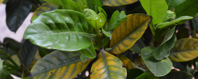 栀子花冬天怎么养 栀子花冬天怎么养护