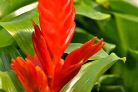 鸿运当头叶子全剪掉可以吗