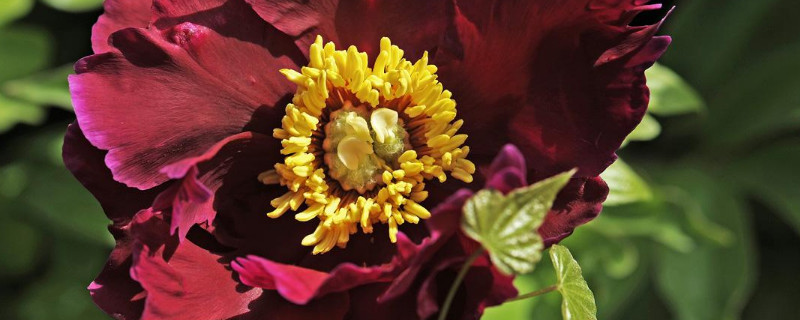 芍药什么时候休眠（冬天是芍药花的休眠期吗）