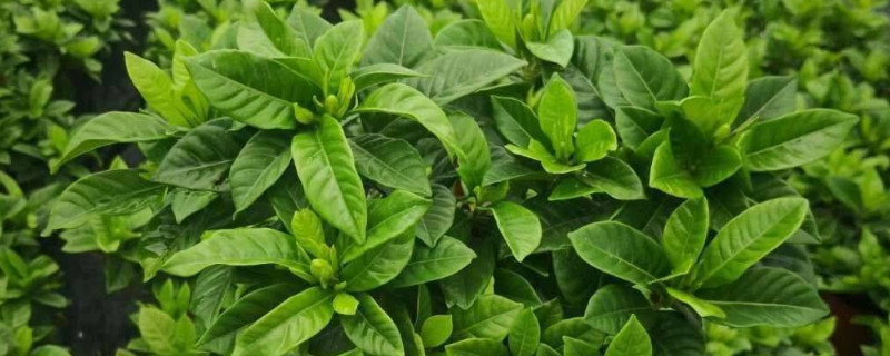 栀子花怎么缓苗（栀子花怎样才算是缓苗成功）