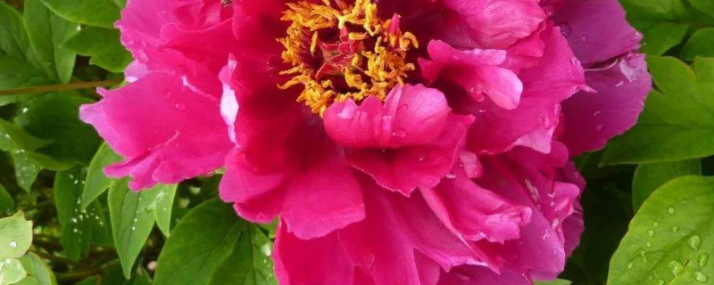 牡丹花枯萎了要怎么办（牡丹花干枯了怎么办）