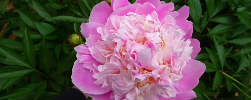 芍药花春天什么时候移植（芍药花春天可以移植吗）