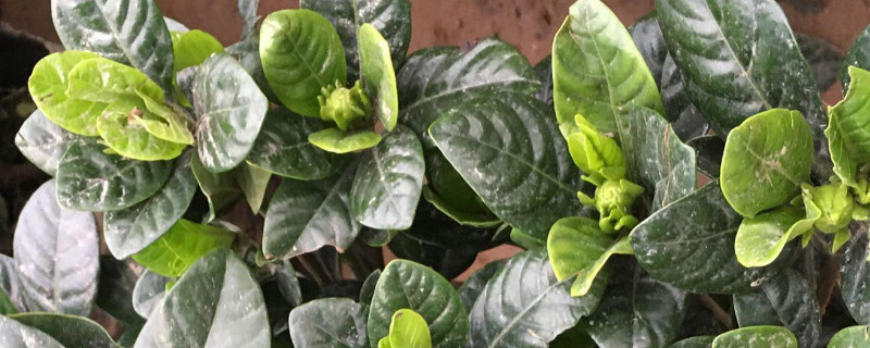 栀子花根断了还能活吗 栀子花有根能不能活了