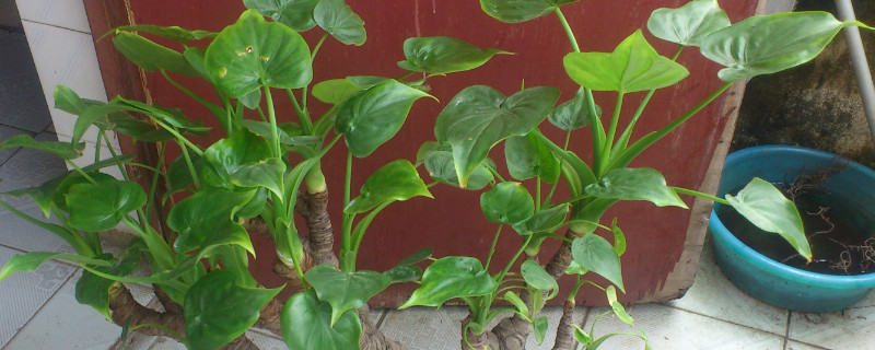 滴水观音根大吗（滴水观音不长根）