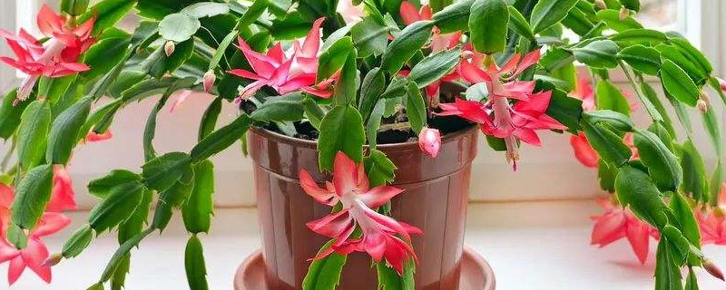 蟹爪兰秋天可以换盆吗 蟹爪兰冬天换盆