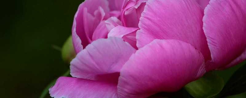 芍药花败后怎样修剪 芍药花败了要修剪吗?