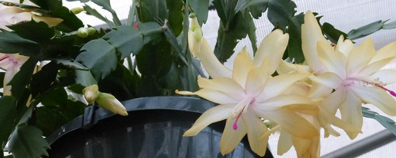 蟹爪兰春天开花吗 蟹爪兰冬天开花