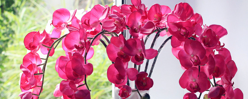 蝴蝶兰为什么空根（蝴蝶兰为什么会空根）