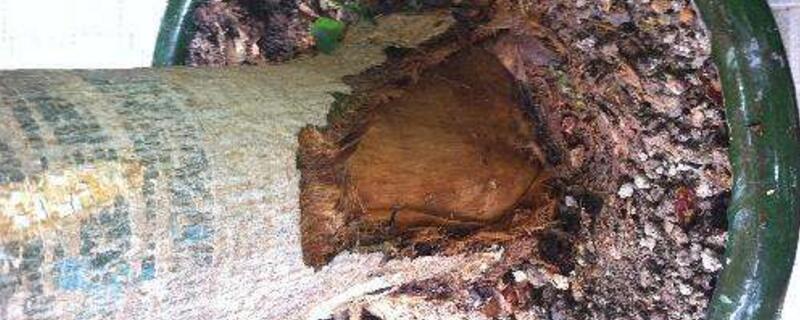 发财树皮腐烂怎么救 发财树皮腐烂怎么补救