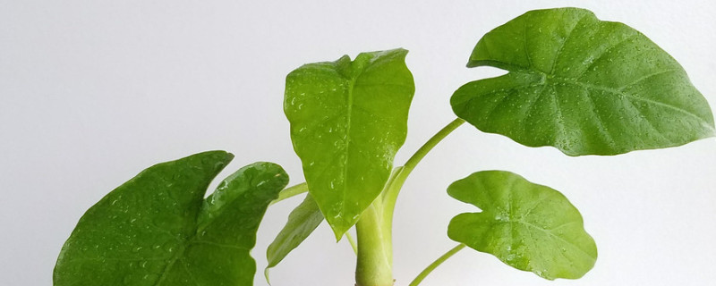 春季滴水观音能放在外面吗（滴水观音秋天可以放外面吗）