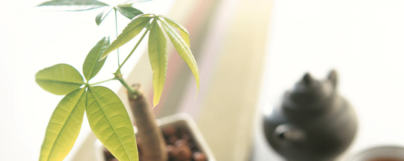 发财树新发的嫩芽下垂 发财树新发的嫩芽下垂,老叶黄