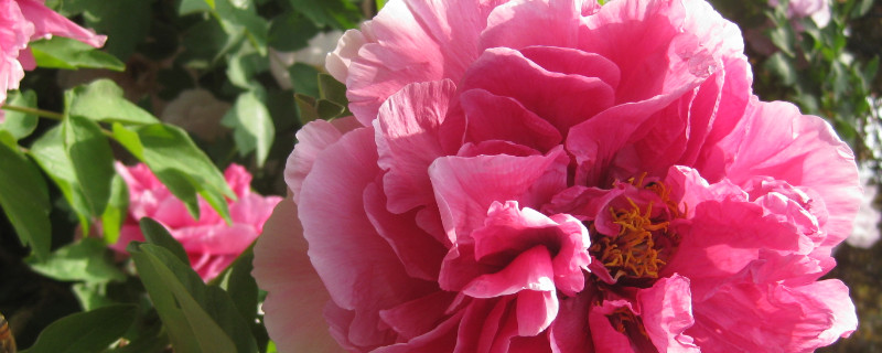 牡丹花根的消毒处理（牡丹花根用什么药消毒）