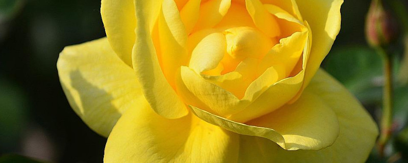 月季花能在室内养吗 月季花能在室内养吗对人有危害吗?