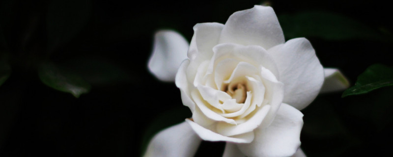 栀子花需要晒太阳吗（栀子花要晒太阳不?）