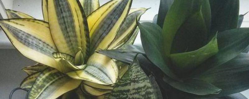 虎皮兰冬天能换盆换土吗（虎皮兰夏季换盆行不行）