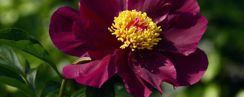 芍药花凋谢后怎么养护 芍药花谢后怎样管理