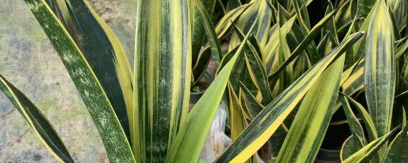 虎皮兰冬天能分盆吗（虎皮兰夏天分盆能成活吗）