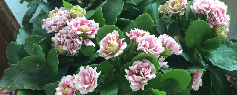 长寿花有多少品种 长寿花有多少品种和颜色